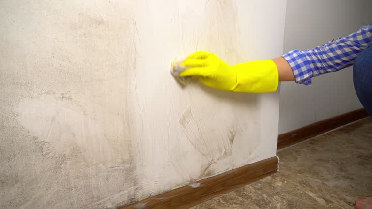 Best Mold-Related Health Consultation  in Lemon Hill, CA