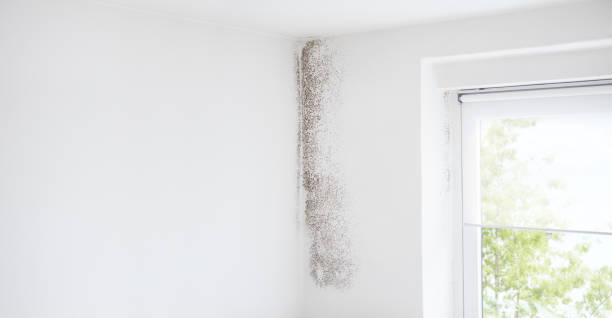 Best Black Mold Removal  in Lemon Hill, CA