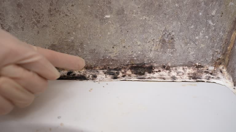 Best Asbestos and Lead Testing During Mold Inspection  in Lemon Hill, CA